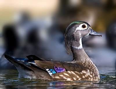 Female Wood Duck 2