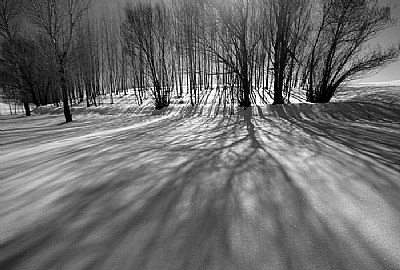 Shadows