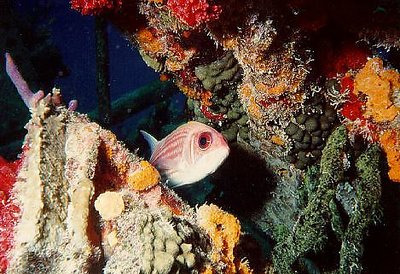 On the Reef