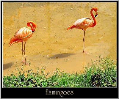 FLAMINGOES