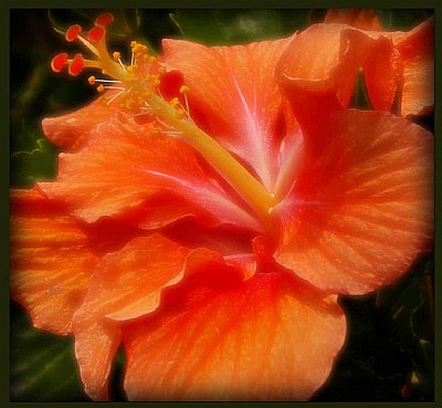 orangeburst 3