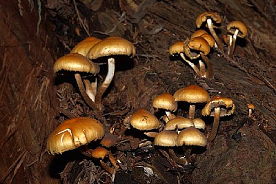 Muir Wood's Mushrooms