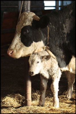 Day-old Calf