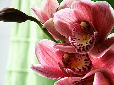 Orchid stady....