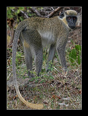 Green vervet monkey..