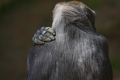 Gorilla