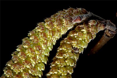 hazelnut - details