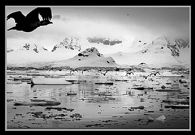 The Birds - Antarctica