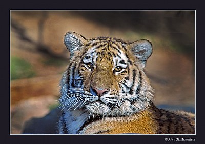 Amur Tiger (d2037)
