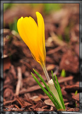 Spring Flower