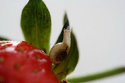 the little snail