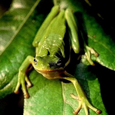 Haughty Tree-Frog...