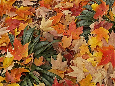 Peeking through Fall color