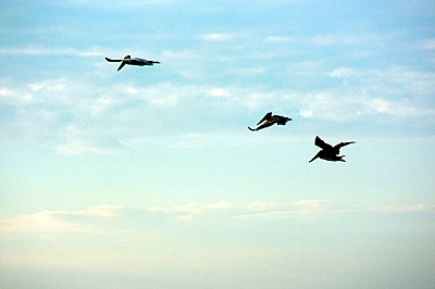 Pelican Trio