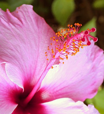 Pink & Pistil