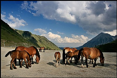 Horses in Spain