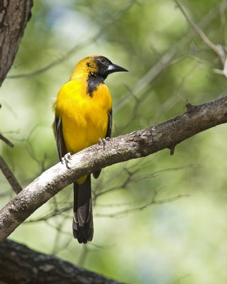 Altamira-Audubon Cross Oriole 3