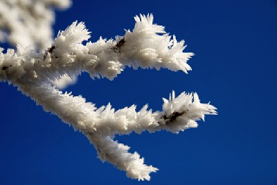 Frost in the morning