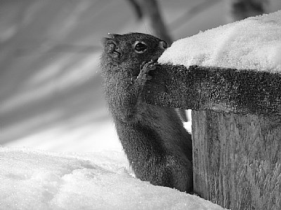 Squirrel in training
