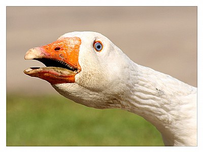 goose