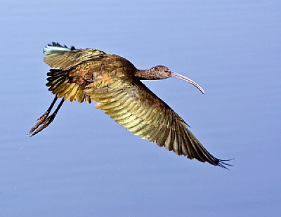 Ibis Fly By 2