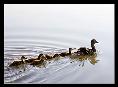 Duck Family