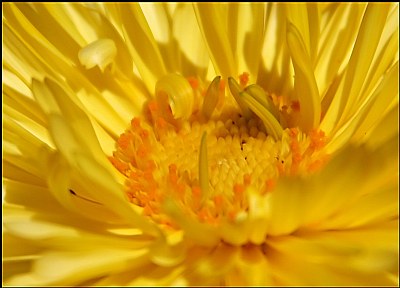 Calendula Macro