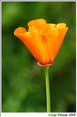 Eschscholzia californica