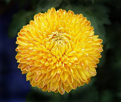 Chrysanthemum