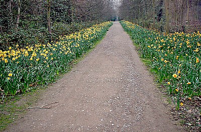 Walk wiith Daffodils