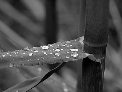 Easter Rain Blessing