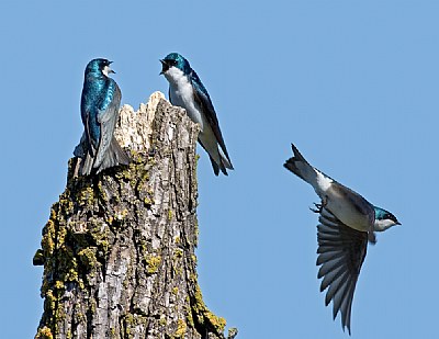 Tree Swallow Argument