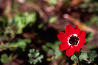 inno alla primavera #6