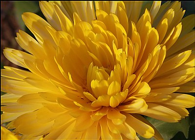 Calendula Macro