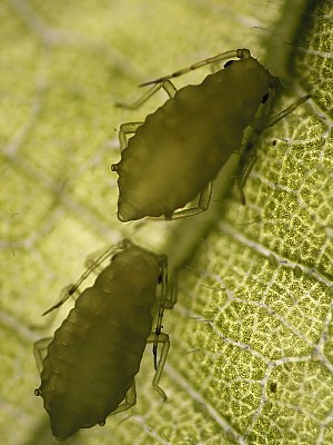 Lice invasion
