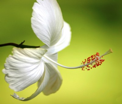 White Hibiscus