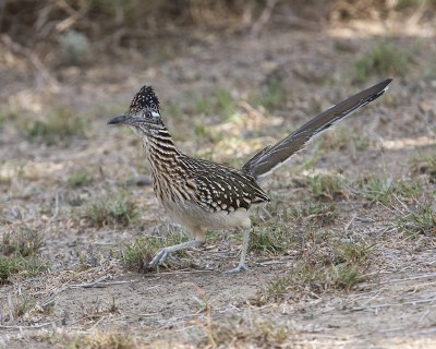 Greater Roadrunner
