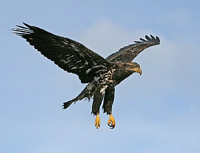 Juvenile- Bald Eagle