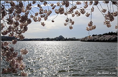Cherry Blossoms and Jefferson Memorial