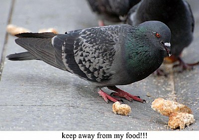 keep away from my food!!!