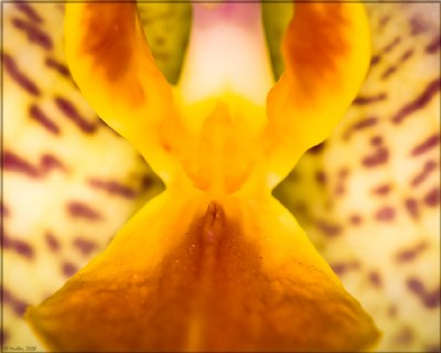 Orchid Symmetry 2