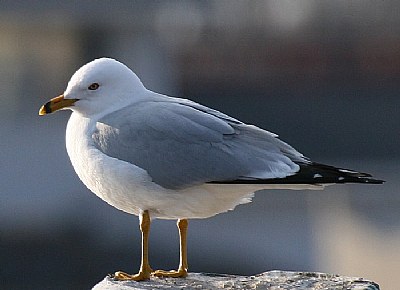  Seagull 