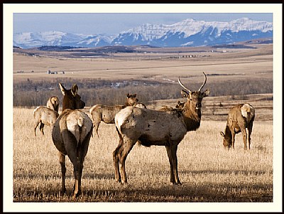 Elk Herd