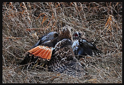 Mating Hawks