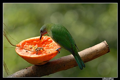 Papaya lover