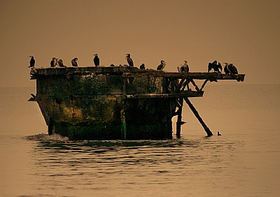 birds motel