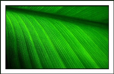 green patterns...