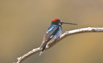Long Beak Woodpecker