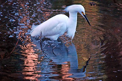 Snow Egret