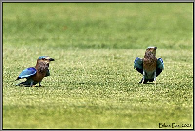 Indian Rollers at Green Park